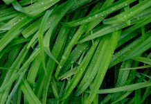 Tak Sekadar Pewangi Makanan, Daun Pandan juga Baik untuk Kesehatan