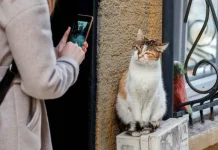 Kucing Jalanan, Ikon Kehidupan Kota Istanbul yang Mendunia