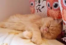 Bisakah Anda Membedakan Kucing Peliharaan dan Kucing Liar?