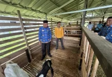 Bupati Safni Ingin Disnakeswan Perkuat Pengembangan Pakan Ternak Mandiri