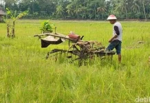 Hari Krida Pertanian: Menguatkan Semangat Petani Indonesia