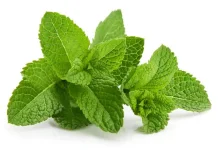 Ragam Manfaat Daun Mint untuk Kesehatan