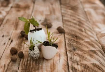 Cangkang Telur sebagai Pupuk Alami untuk Tanaman