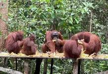 Mengintip Kehidupan Orangutan di Taman Nasional Tanjung Puting
