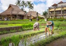 Hal Tak Terduga yang Dialami saat Live-in di Desa Wisata