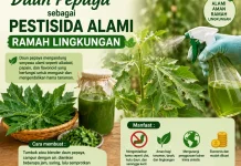 Daun Pepaya sebagai Pestisida Alami Ramah Lingkungan