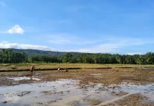 Pemkab Agam Gencarkan Program Rehabilitasi Lahan Pertanian 250 Hektar
