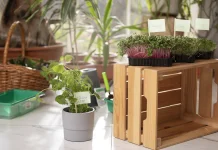 Mini Garden, Sentuhan Hijau untuk Rumah yang Lebih Sejuk