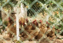 Menata Kandang Ayam dengan Mini Garden yang Ramah Lingkungan