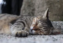 Rahasia di Balik Kebiasaan Tidur Panjang pada Kucing