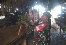 Babinsa Suliki Kembangkan Kambing Dukung Ketahanan Pangan