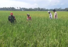Babinsa Petani Bersatu Optimalkan Padi Ketahanan Pangan