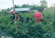 Babinsa Warga Sinergi Lindungi Cabai Serangan Ulat
