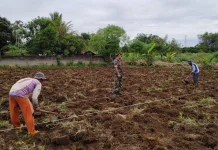 Babinsa Payakumbuh Tanam Ubi Dorong Ketahanan Pangan