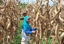 Babinsa Akabiluru Dampingi Warga Panen Jagung Ketahanan