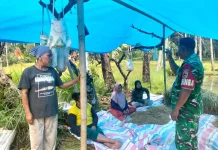 Babinsa Suliki Perkuat Silaturahmi Dorong Ketahanan Pangan