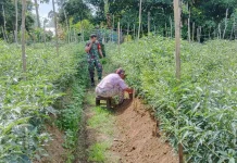 Babinsa Suliki Panen Cabai Dorong Ketahanan Pangan