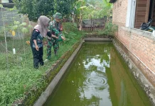 Babinsa Harau Rutin Kembangkan Budidaya Ikan Nila