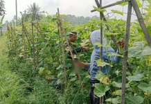 Babinsa Payakumbuh Petik Timun Wujud Kemanunggalan Warga