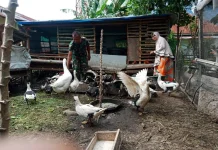 Babinsa Payakumbuh Dorong Kandang Produktif Warga Jopang