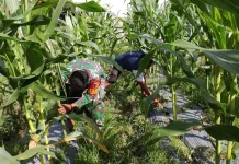 Babinsa Piobang Bergerak Bersama Warga Singkirkan Gulma