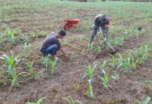 Babinsa Suliki Kompak Lawan Gulma Rawat