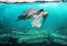 Sampah Plastik, Masalah Kecil yang Dampaknya Besar
