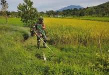 Babinsa Akabiluru Warga Kompak Bersihkan Sawah