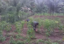 Babinsa Harau Dampingi Warga Rawat Cabai