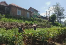 Babinsa Payakumbuh Bantu Rawat Terung Warga