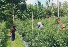 Babinsa Suliki Dampingi Panen Cabai Warga