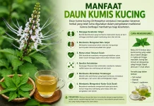 Manfaat Daun Kumis Kucing untuk Kesehatan