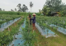 Babinsa Harau Rawat Cabai Dukung Pangan
