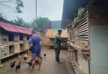 Babinsa Payakumbuh Dorong Ternak Ayam Kampung