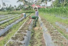 Babinsa Harau Dukung Budidaya Cabai Petani