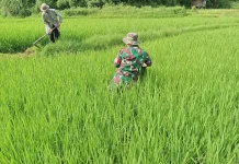 Babinsa Akabiluru Dampingi Pemupukan Padi Petani