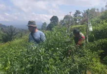Babinsa Suliki Dampingi Panen Cabe Merah