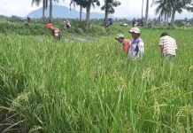 Babinsa Akabiluru Dampingi Penyiangan Gulma Padi