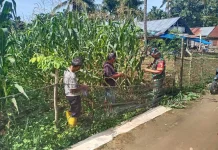 Babinsa Suliki Dampingi Perawatan Jagung Warga