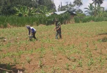 Babinsa Akabiluru Dampingi Pemupukan Jagung Petani