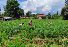 Babinsa Payakumbuh Bantu Rawat Kebun Ubi
