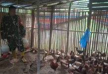 Babinsa Suliki Perhatikan Nutrisi Ayam Elba