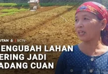 Mengubah Lahan Kesehatan Menjadi Ladang Cuan