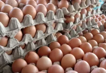 Harga Telur Ayam Kembali Melonjak  Naik Tembus 27 Ribu per Kilogram