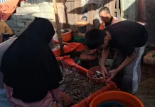 Aktivitas Jual Beli Ikan Hidup Ramai di Pasar