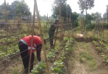 Babinsa Koramil 01 Payakumbuh Dukung Pertanian Warga Koto Panjang