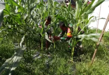 Babinsa Koramil 08/Akabiluru Bersama Warga Bersihkan Gulma di Lahan Jagung