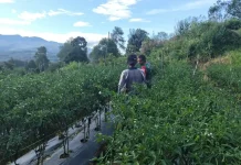 Babinsa Koramil 03/Suliki Dampingi Warga Rawat Tanaman Cabai Merah