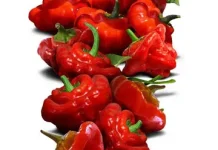 Kuliner Super Pedas Favorit Penikmat Rasa Seluruh Dunia