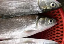 Resep Ikan Bandeng agar Tahan Lama Gurih dan Praktis Disimpan